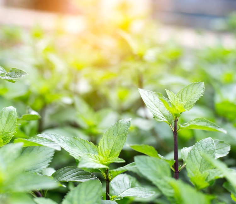 Mint plants