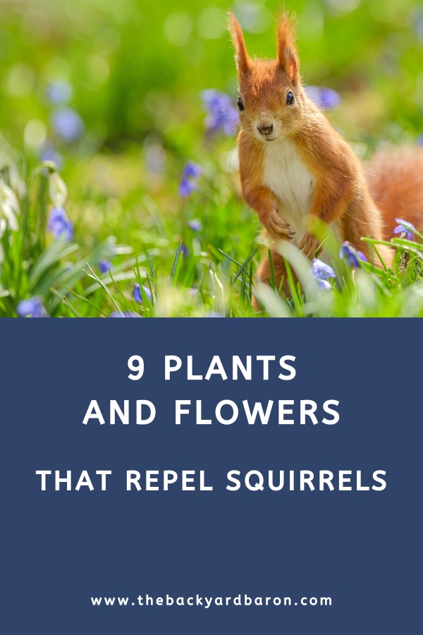 9 Plants and flowers that repel squirrels
