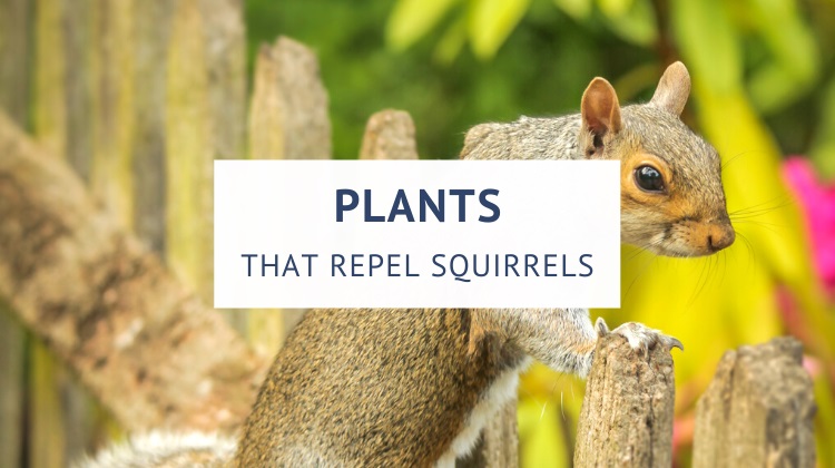 Plants that repel squirrels
