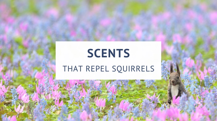 Scents that repel squirrels