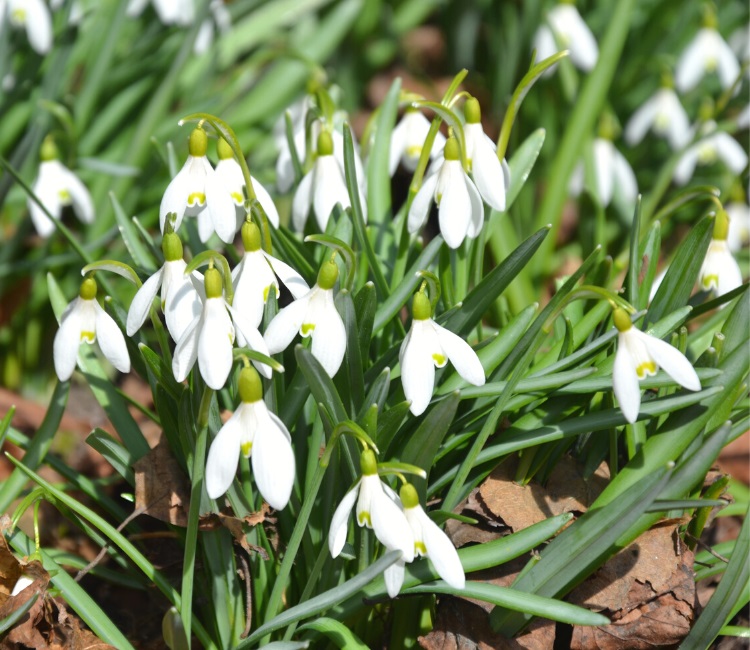 Snowdrop flowers