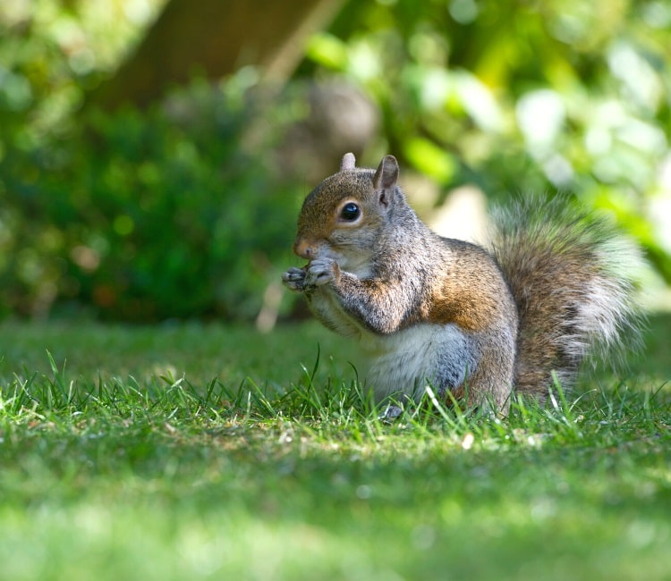 Squirrel eating in backyard