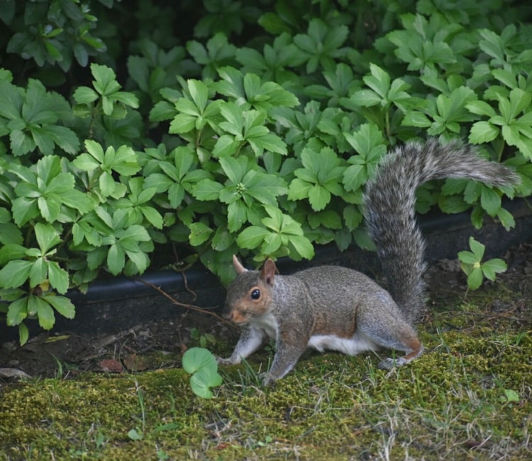 Squirrel in garden