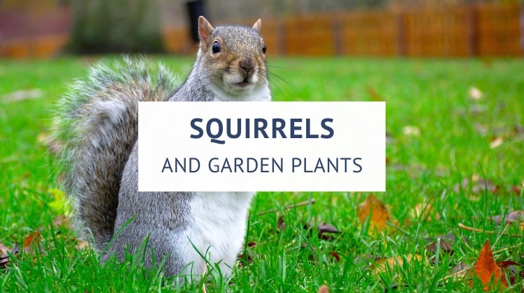 How to keep squirrels away from plants