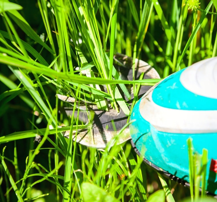 Battery-powered grass shear cutting grass