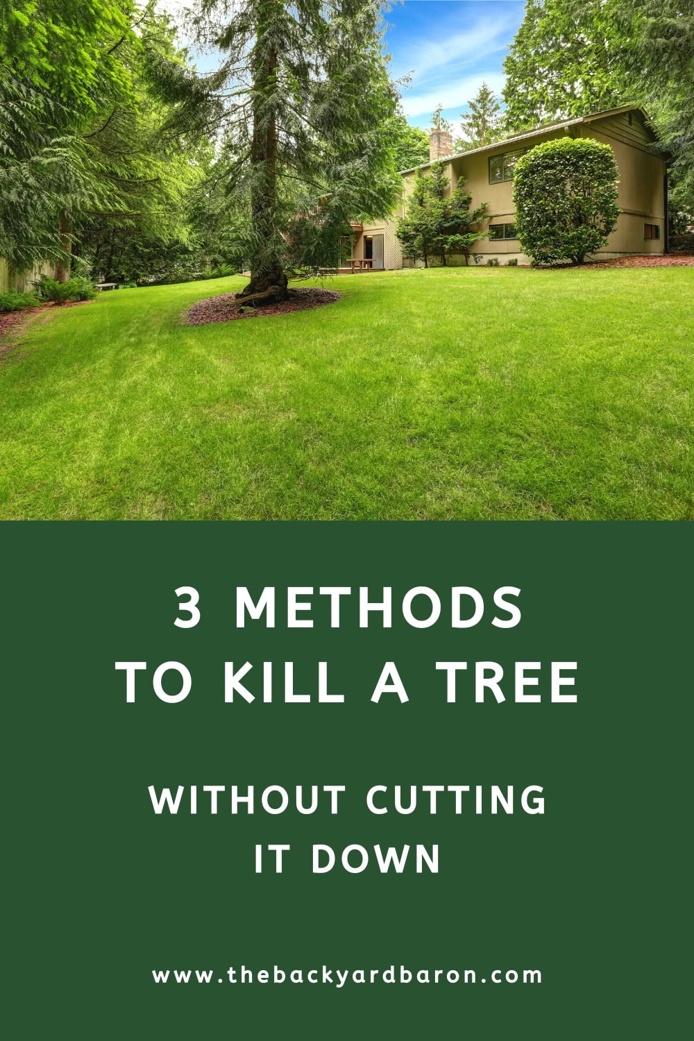 Three methods to kill a tree without cutting