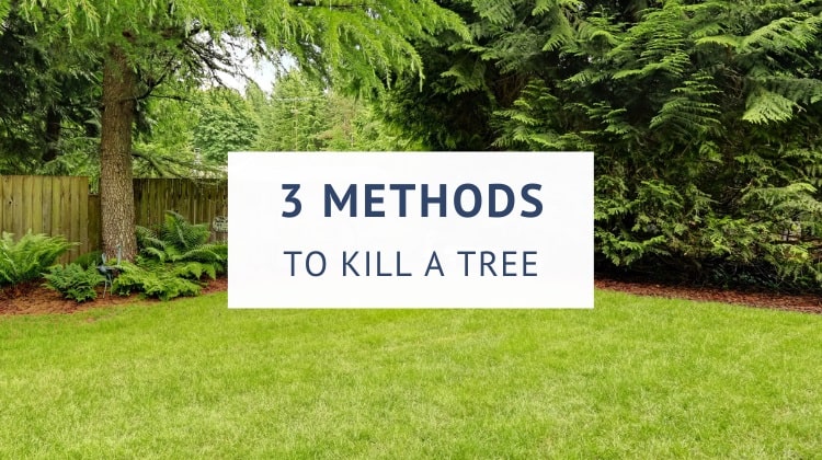 How to kill a tree without cutting it down (guide)