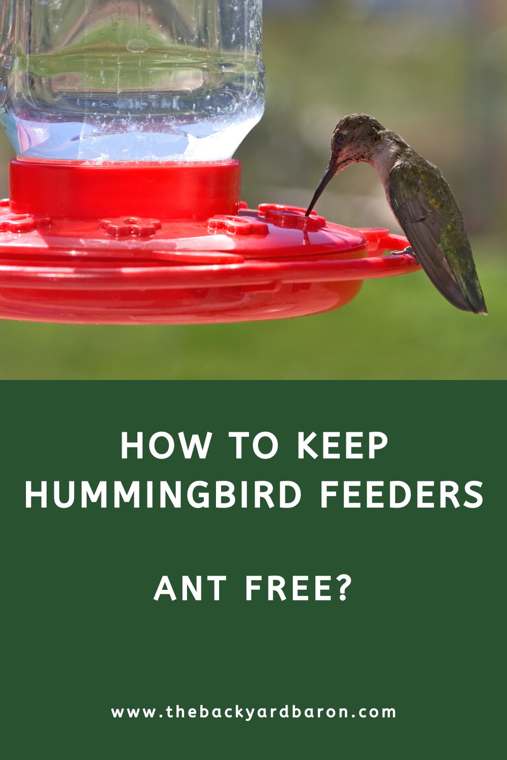 How to keep hummingbird feeders ant free
