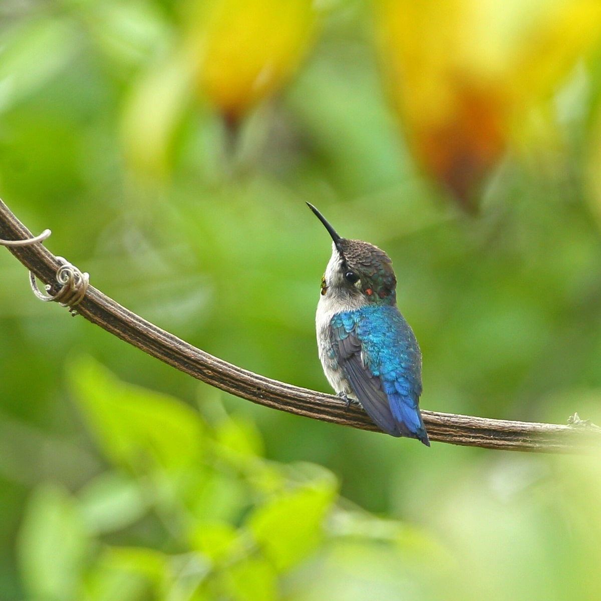 Bee hummingbird