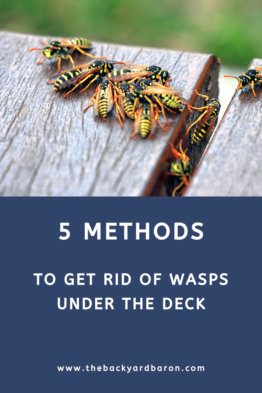 5 Methods to get rid of wasps under deck