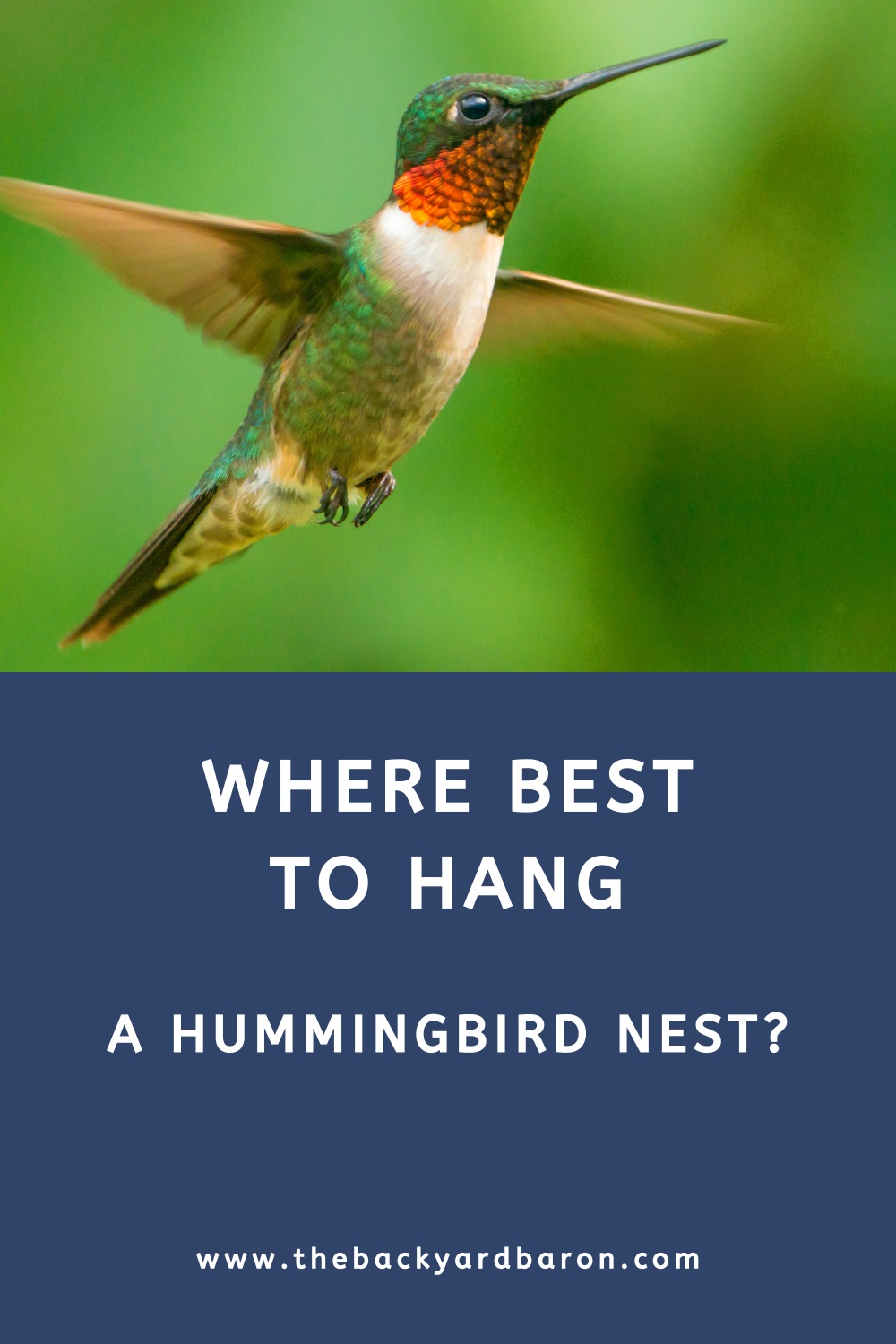 Hummingbird nests in the yard