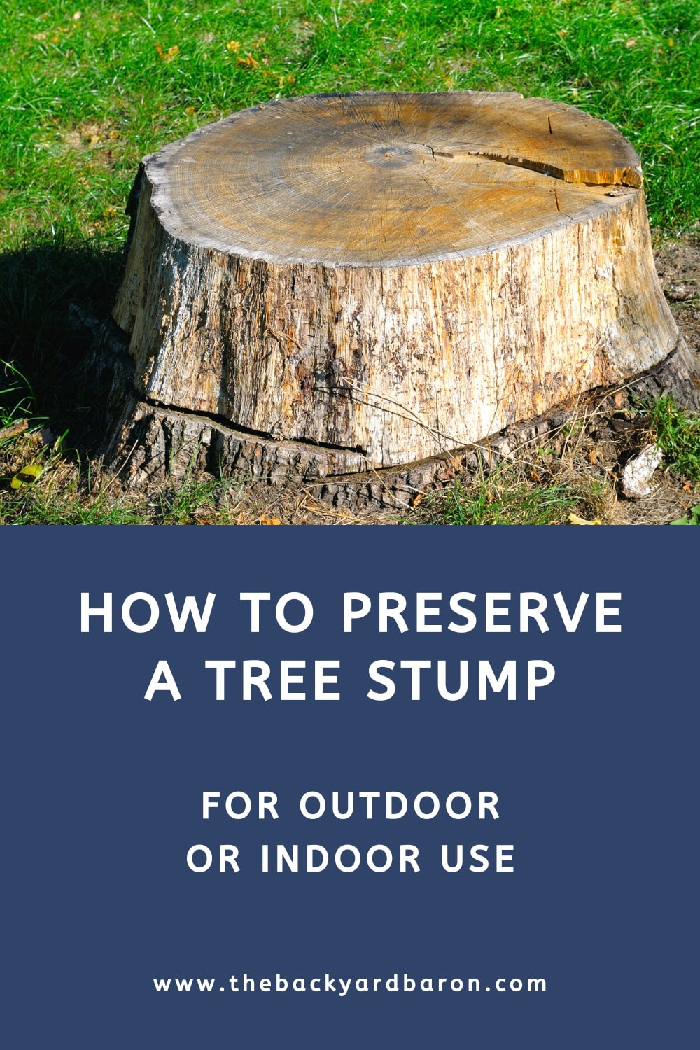 Preserving a tree stump for outdoor or indoor use