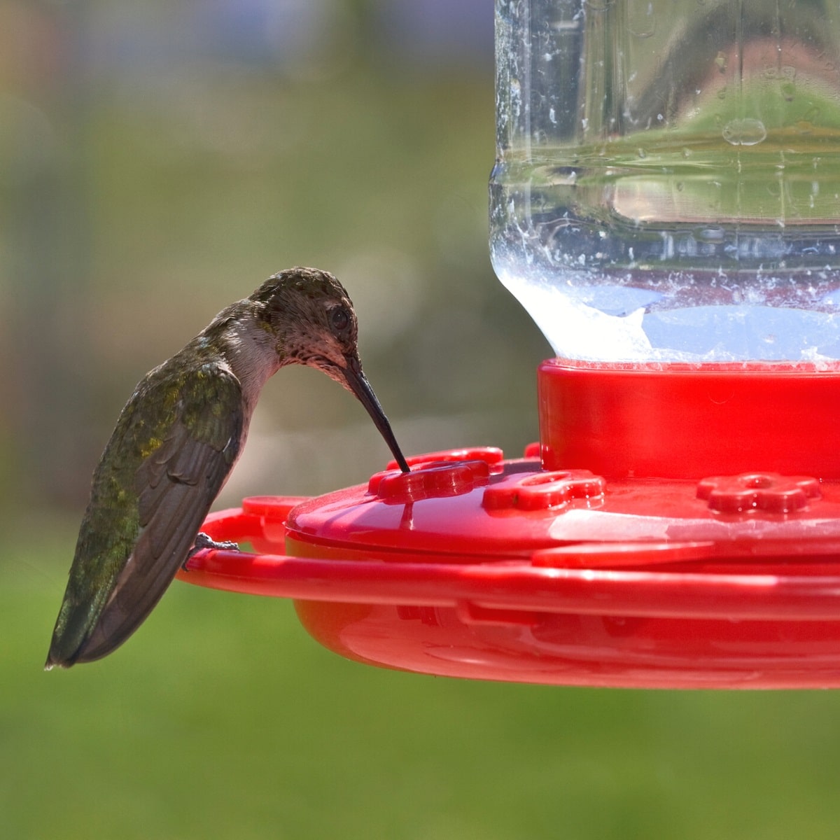 Hummingbird drinking from feeder