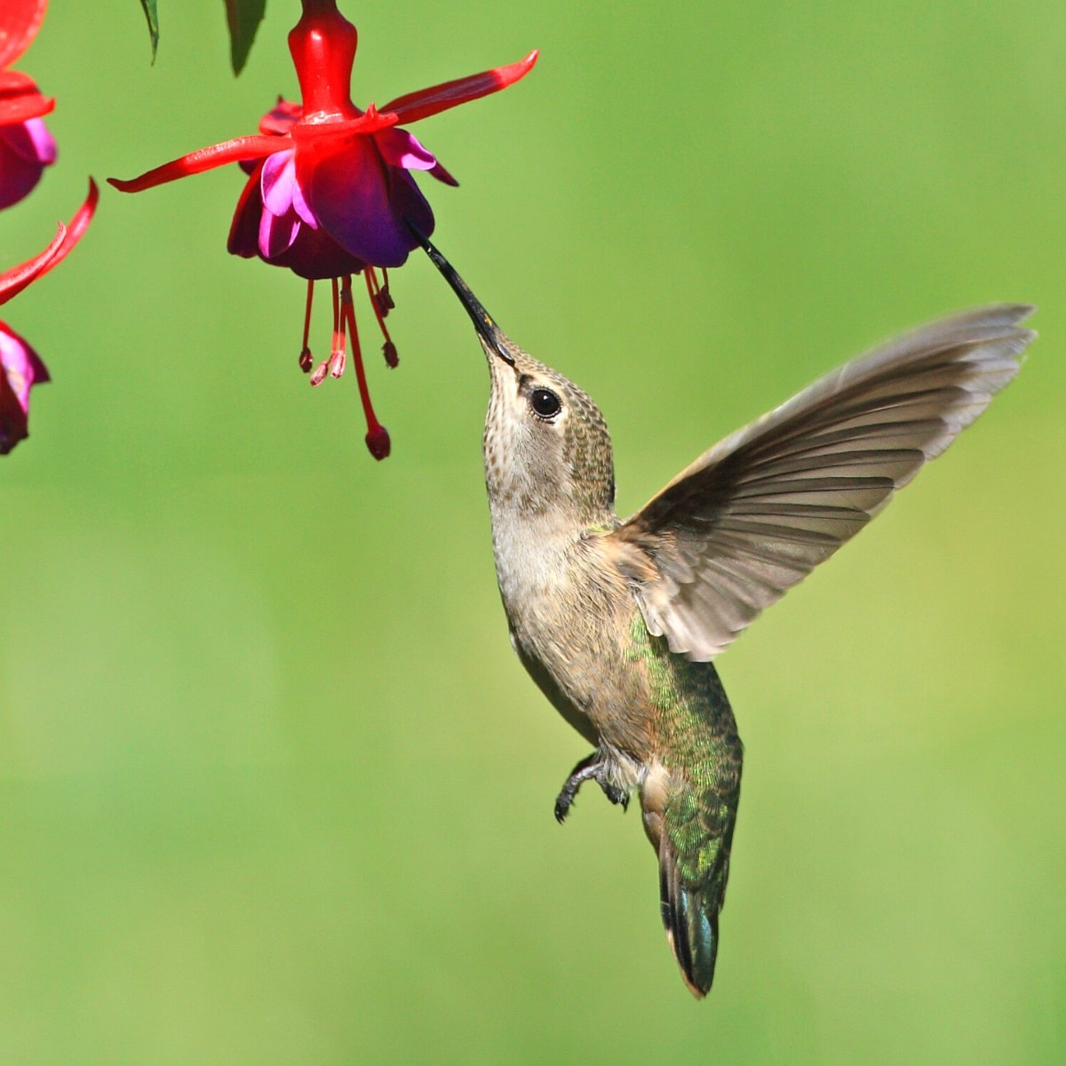 Hummingbird feeding