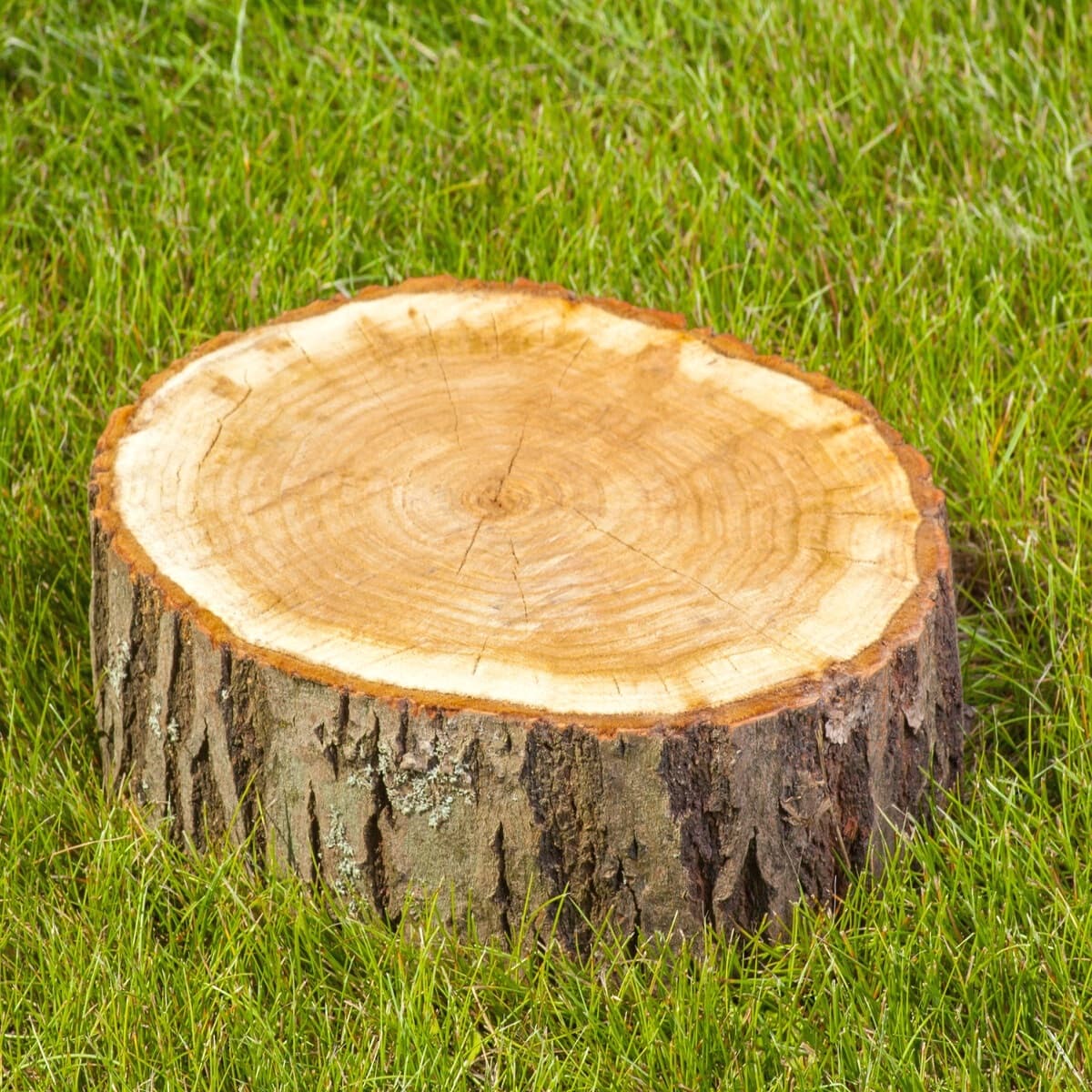 Preserved tree stump