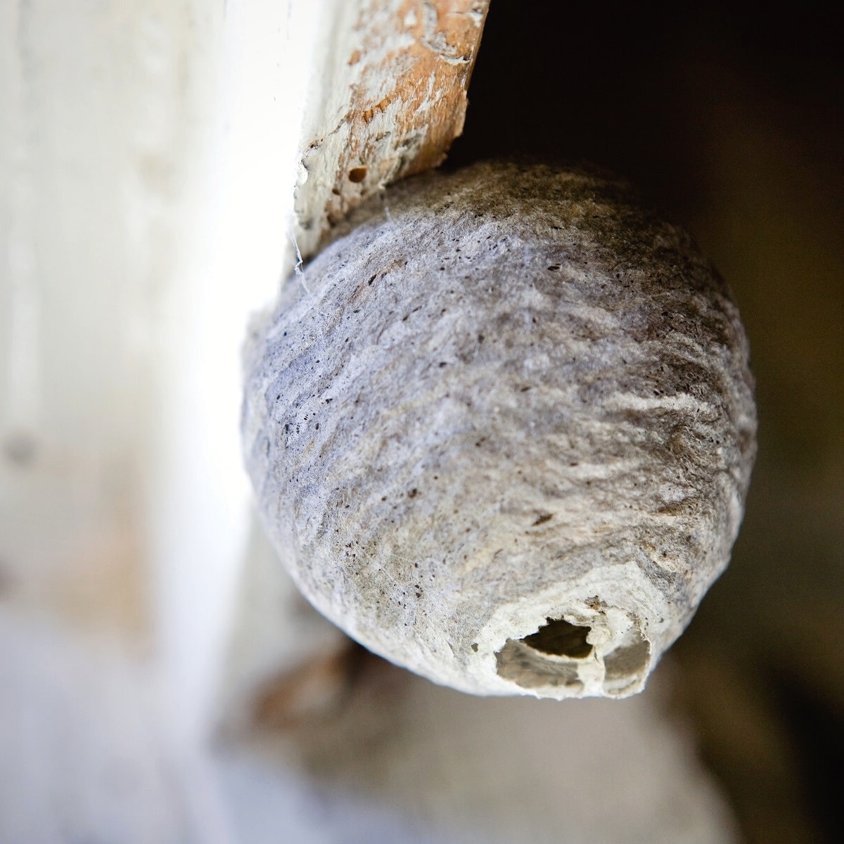 Wasp nest under deck