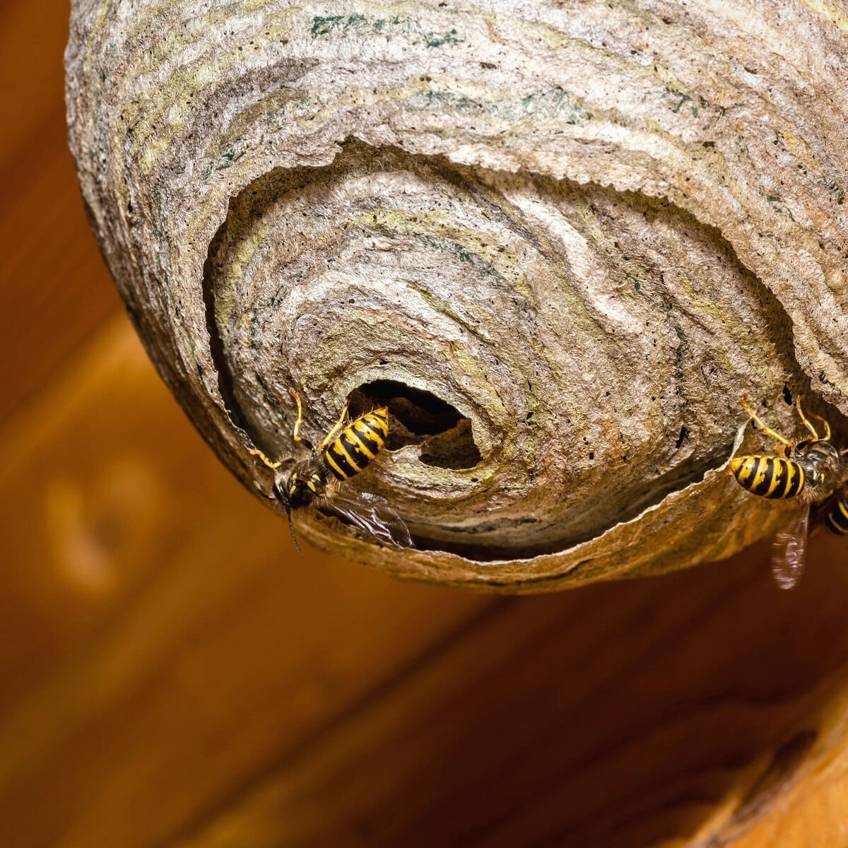 Wasp nest