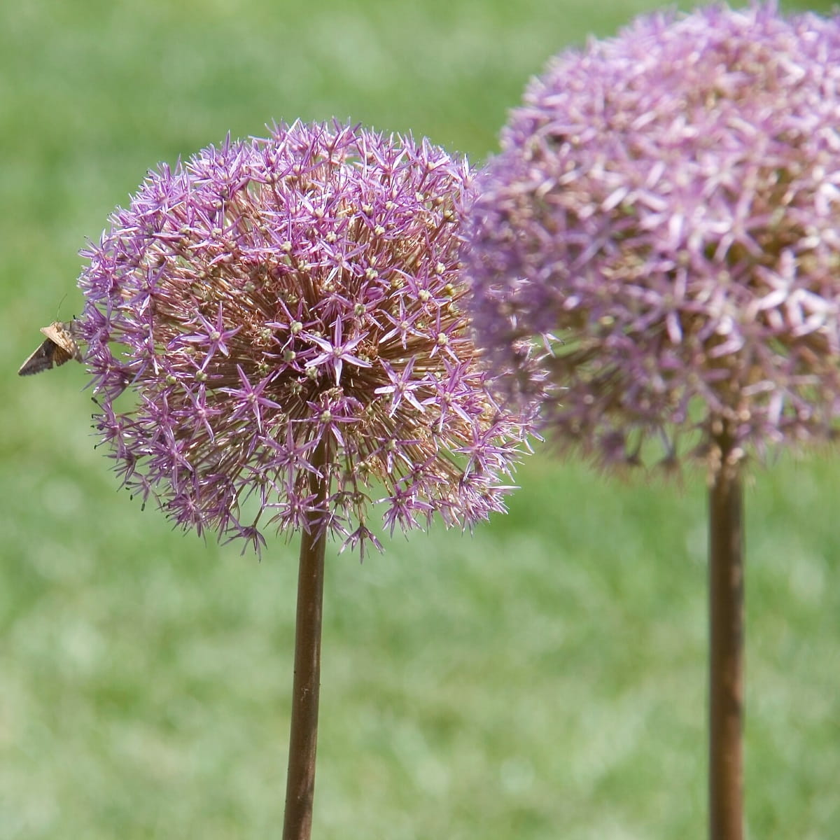 Allium