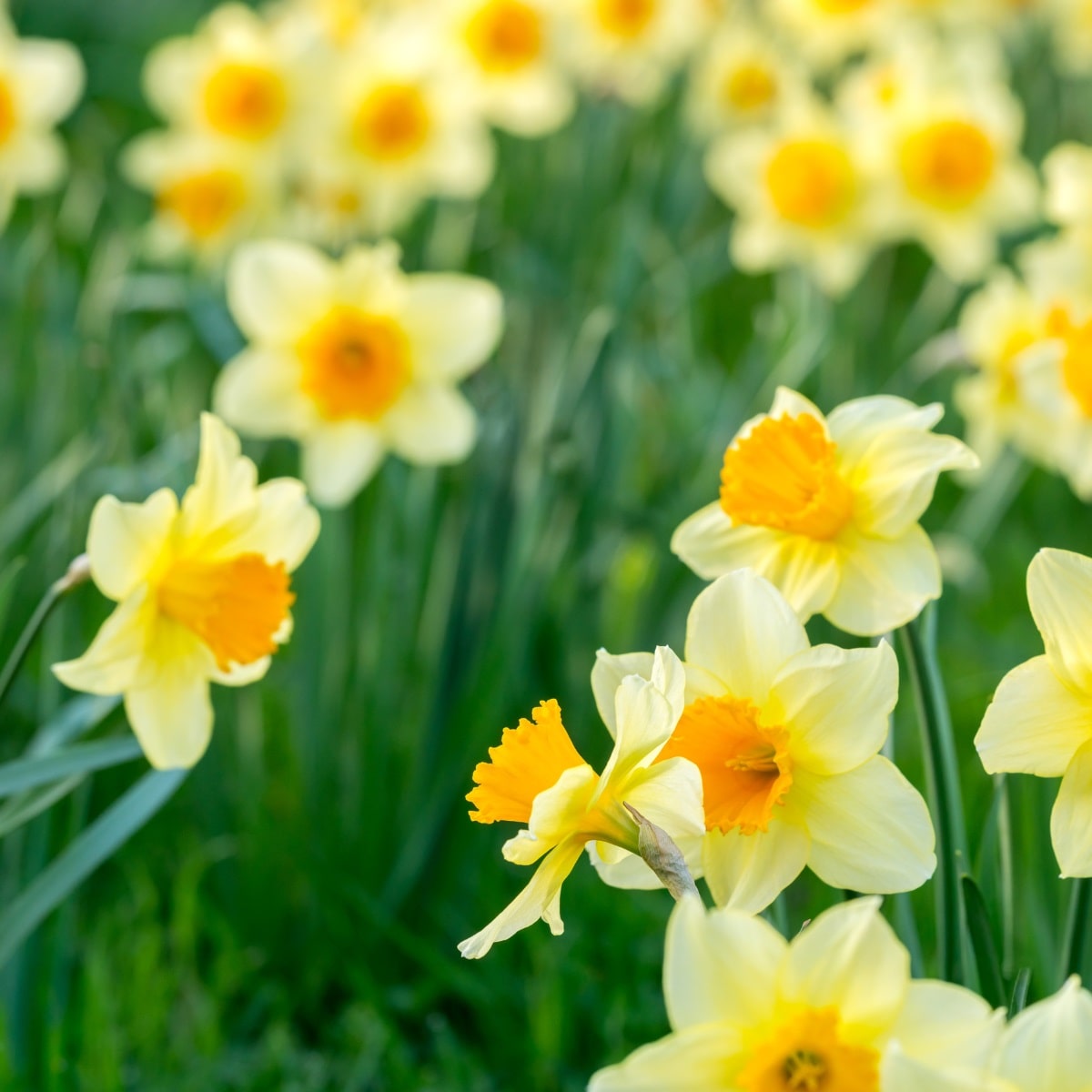 Daffodils