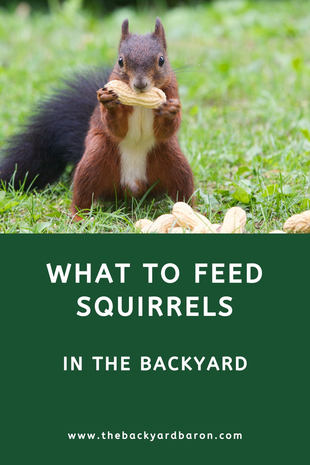 Feeding squirrels in the yard