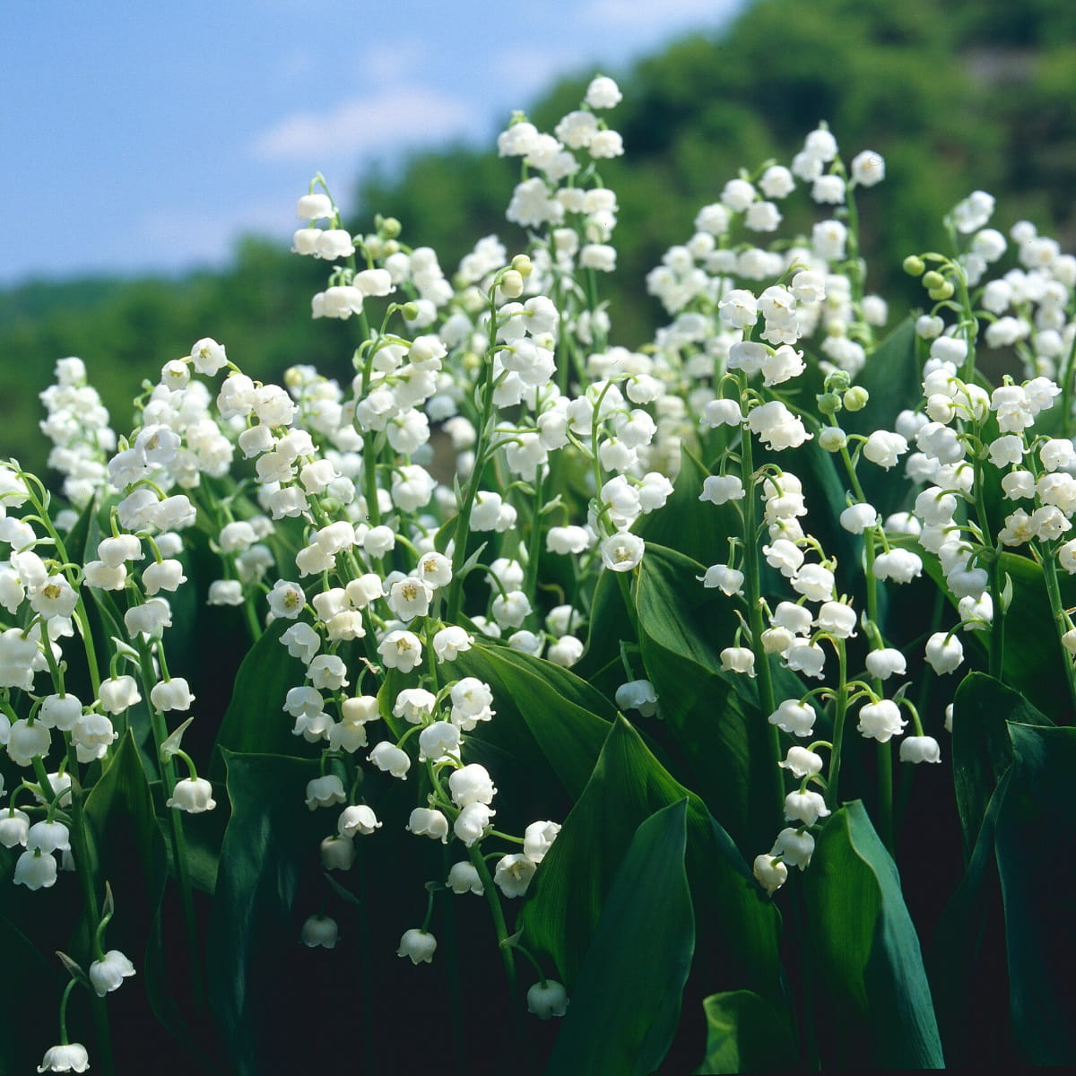 Lily of the Valley