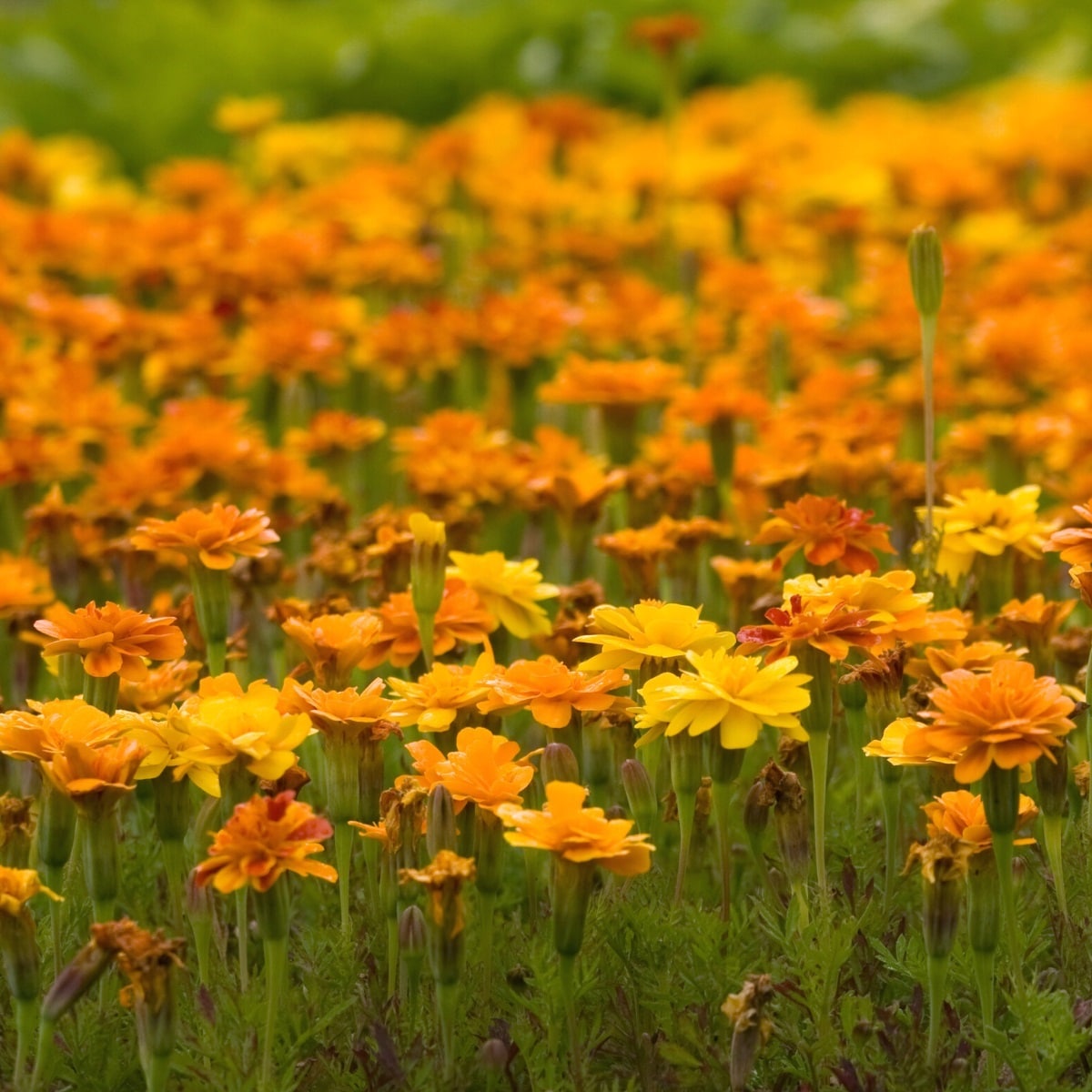 Marigolds