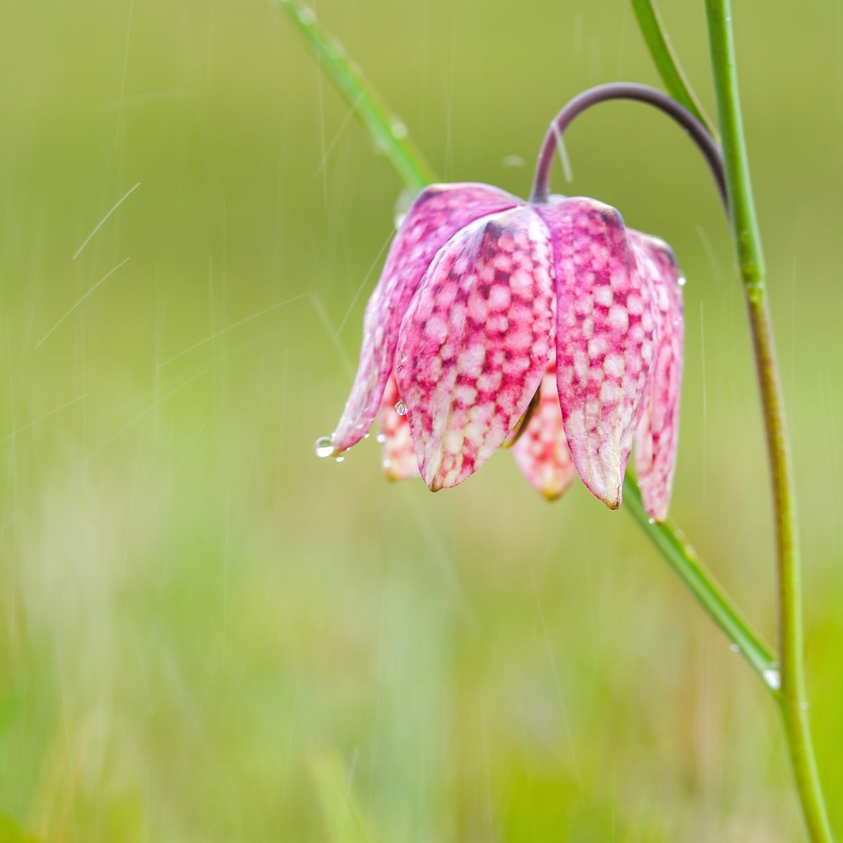 Snake's Head Fritillary