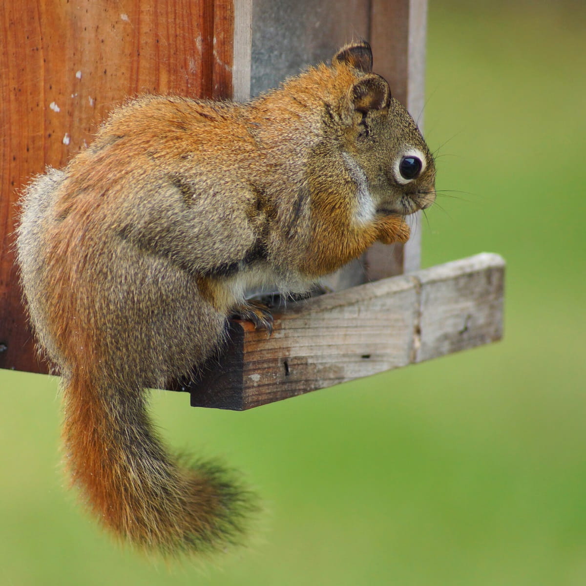 Squirrel on bird feeder