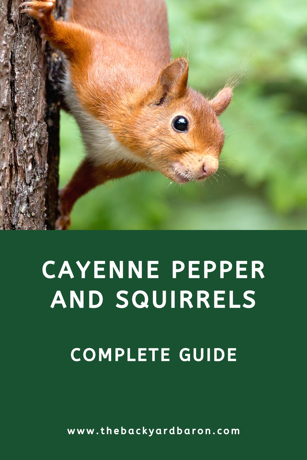 Cayenne pepper to keep squirrels away (guide)