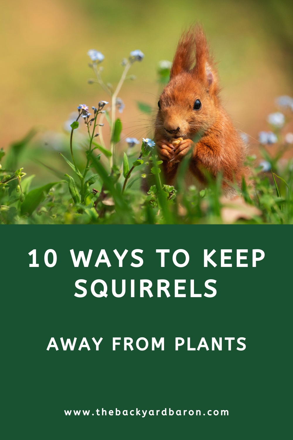 How to stop squirrels from digging up plants (10 tips)