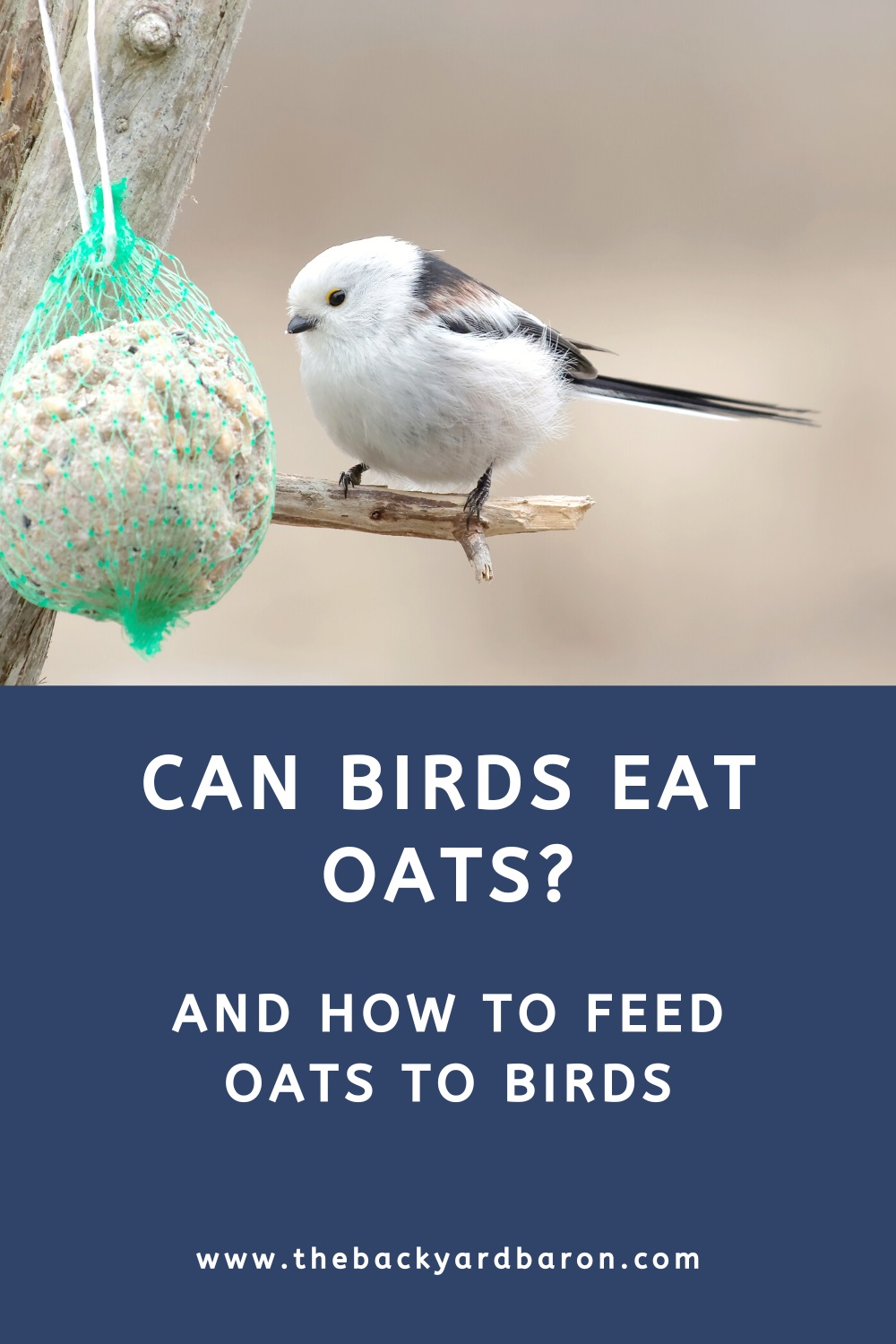 Can birds have oats?