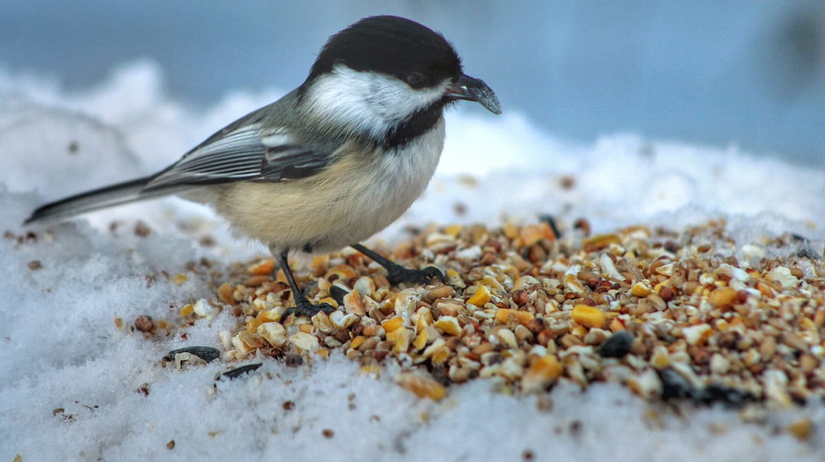 What to feed birds from the kitchen (10 tips)