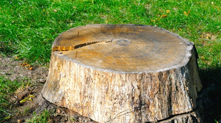 How to preserve a tree stump