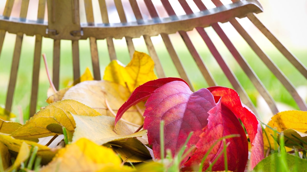 How to rake leaves (10 practical tips)