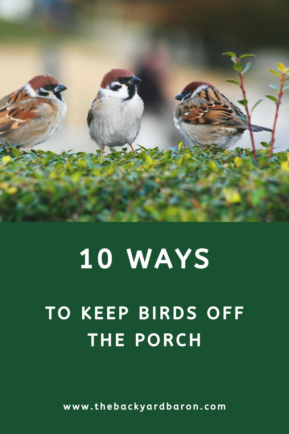 10 Ways to keep birds off the porch