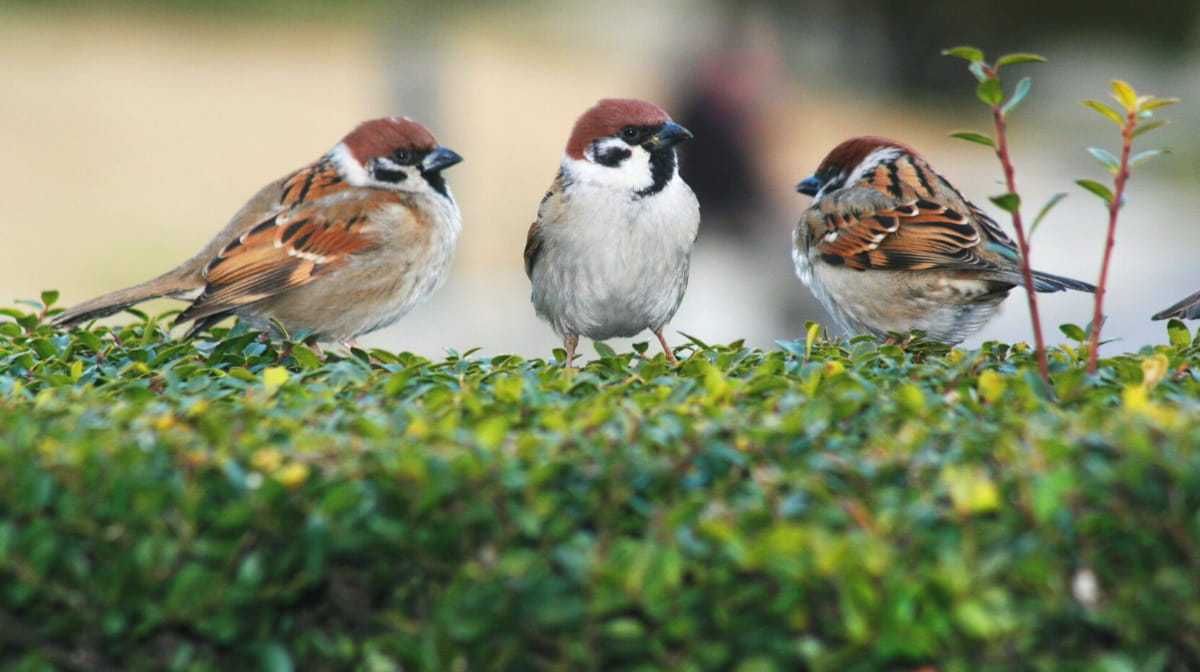 How to keep birds off your porch (10 tips)