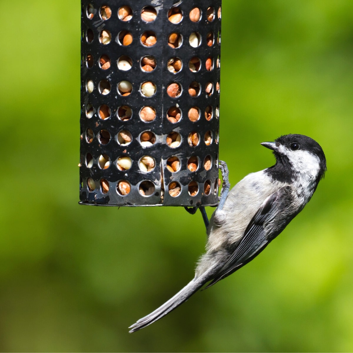 Peanut bird feeder