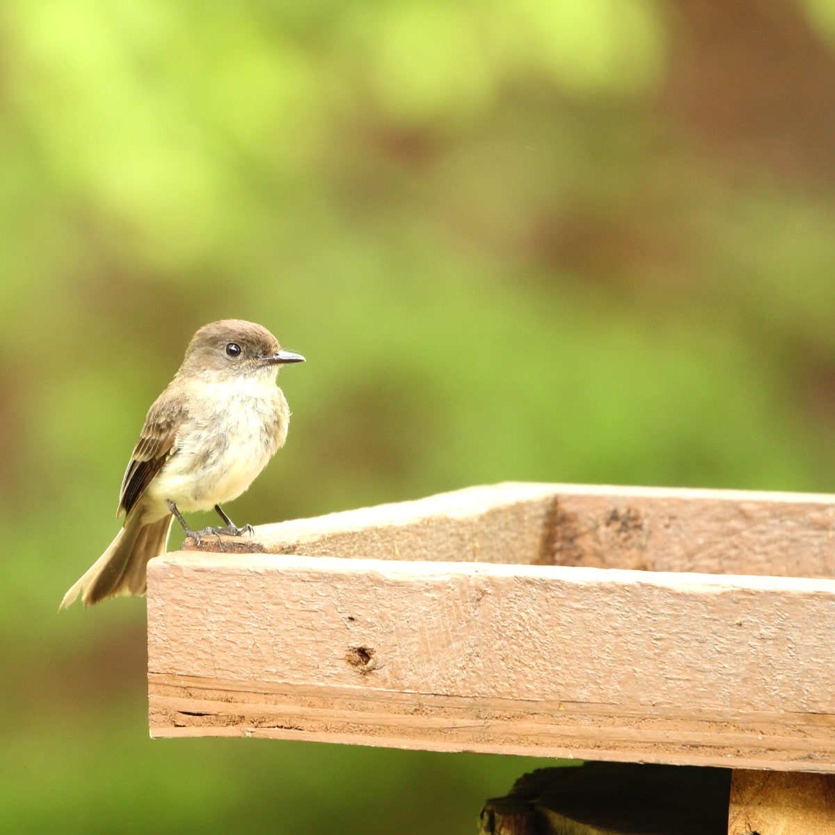 Platform bird feeder