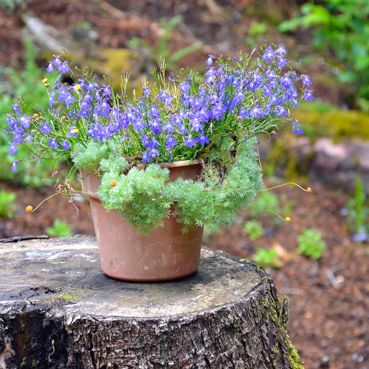 Tree stump used as pot stand