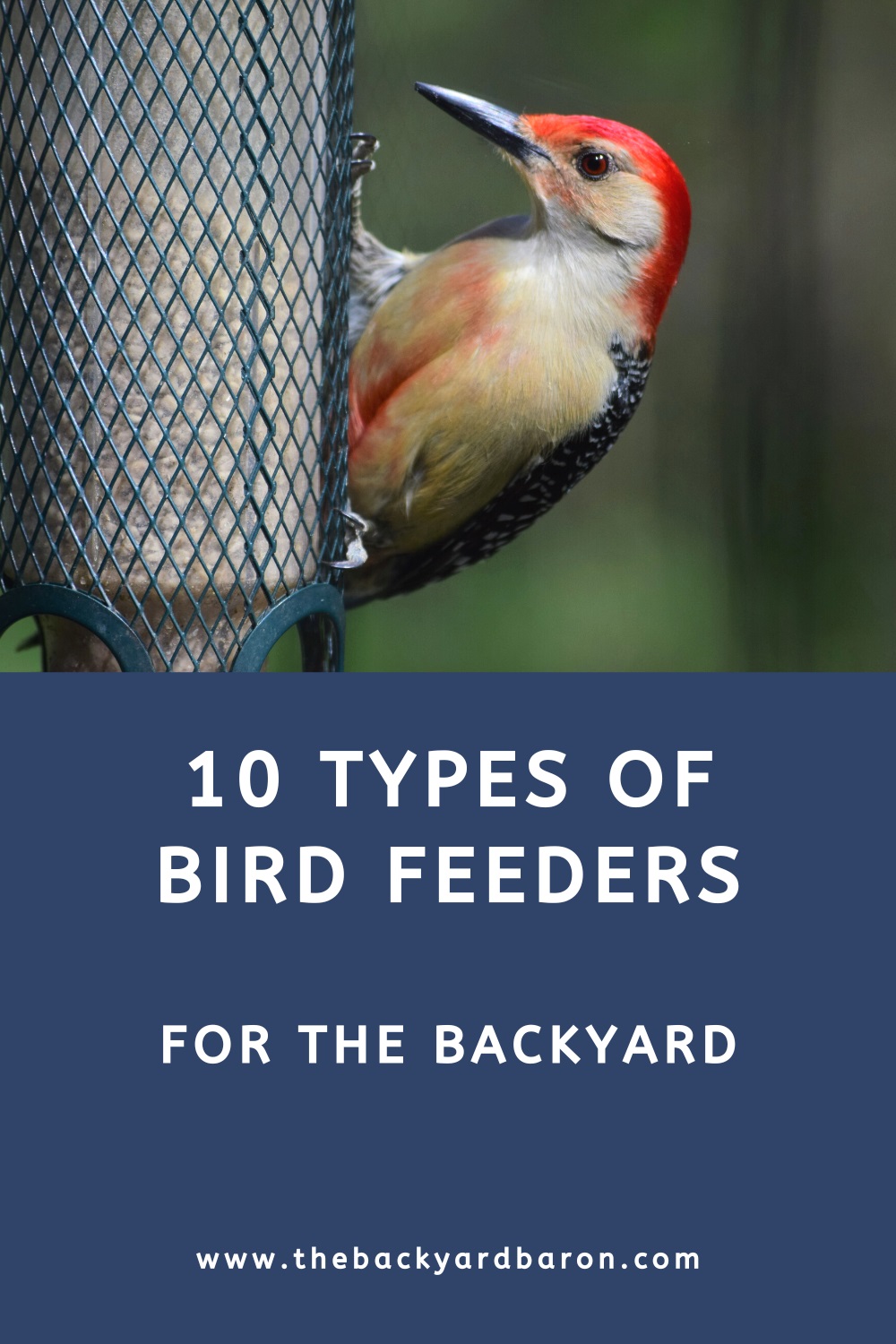 10 Bird feeder types for the backyard