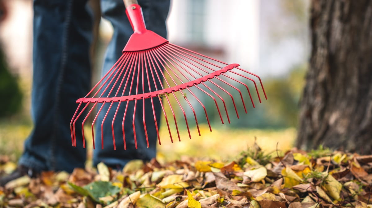 15 Different Types of Rakes for Domestic Use