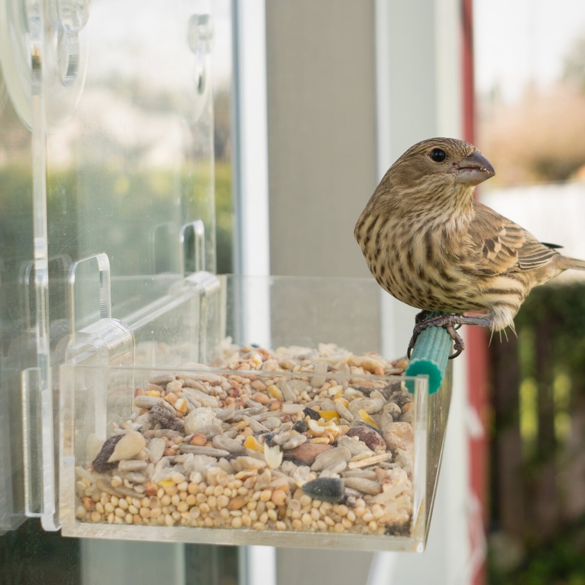 Window bird feeder