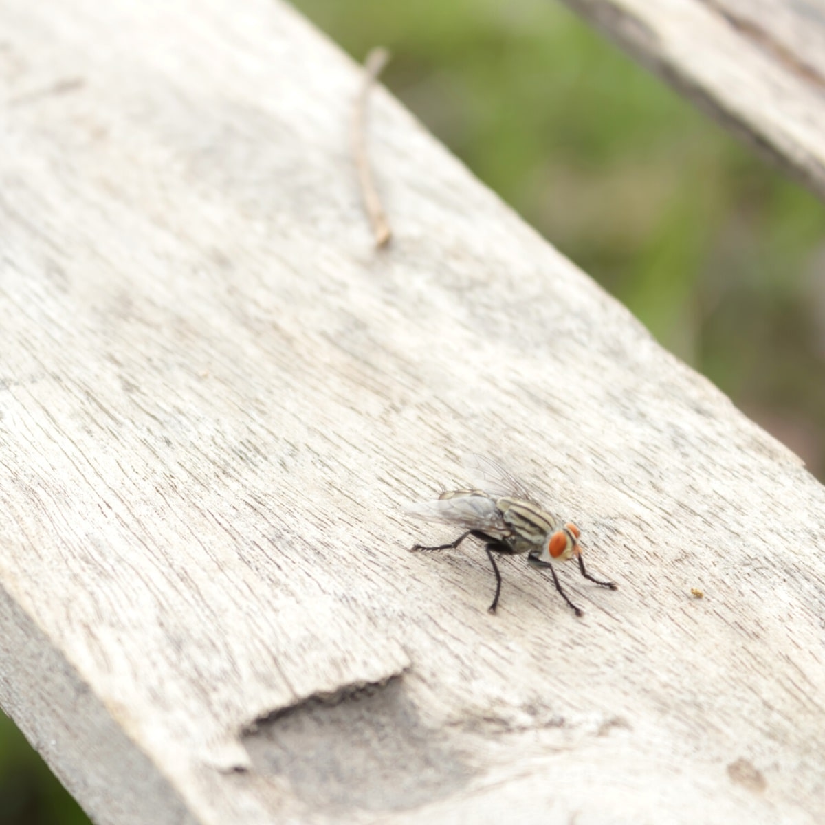 Flies on patio