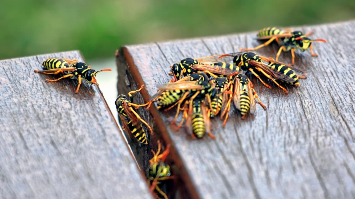 How to get rid of wasps under the deck