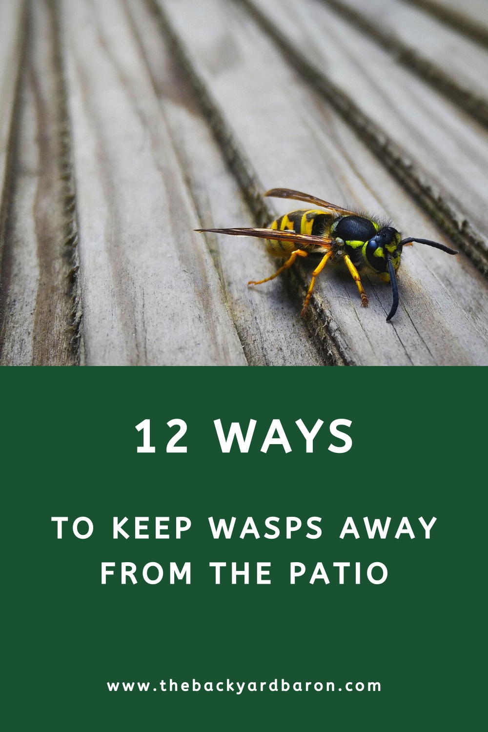 12 Ways to get rid of wasps on patio or porch