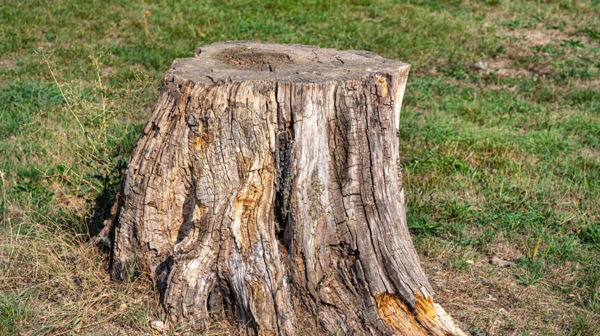 How to remove a tree stump without a grinder