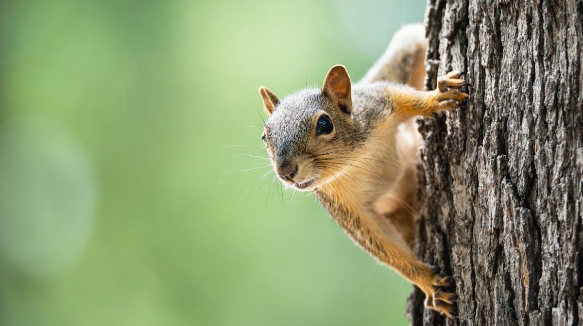 Common types of squirrels in backyards