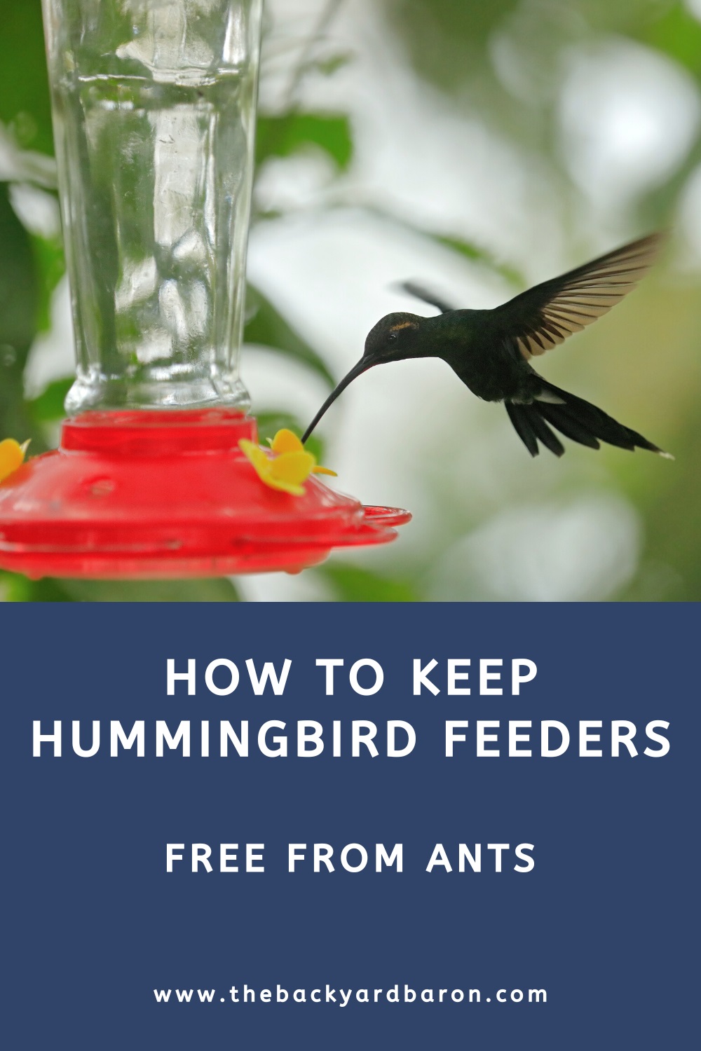 How to keep hummingbird feeders ant free