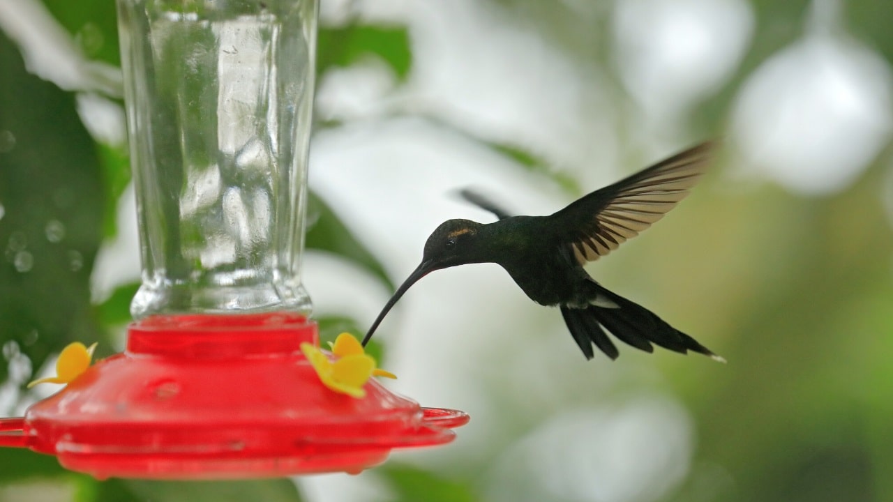 How to keep ants out of hummingbird feeder