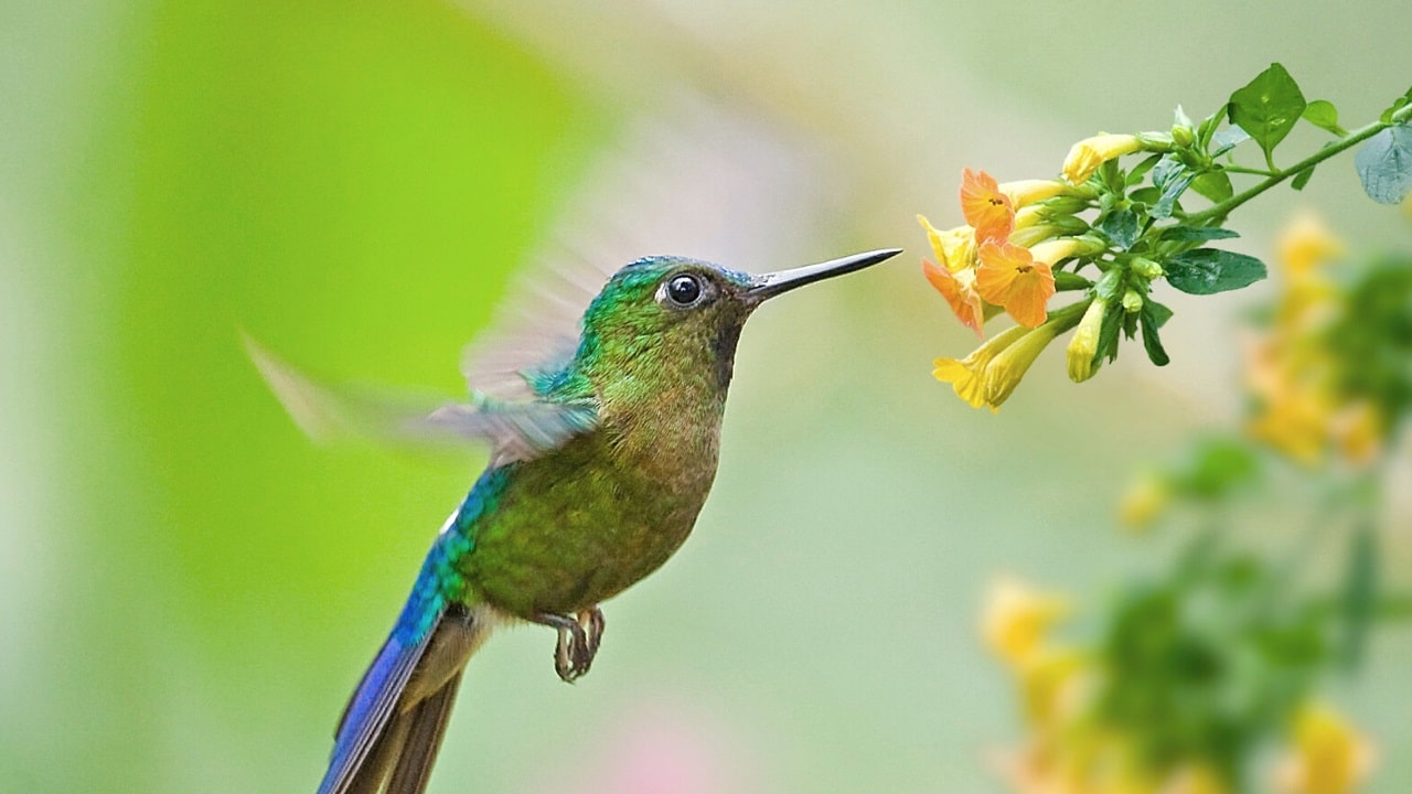 Where to hang a hummingbird nest